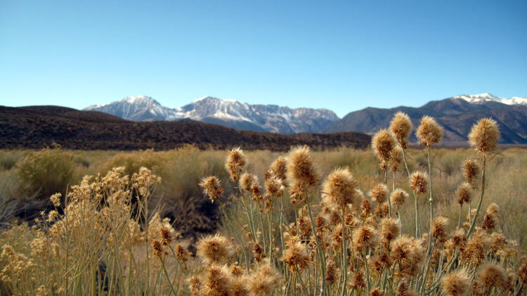 The beauty of winter vegetation near the Sierra Mountains at Mono Lake, CA.
