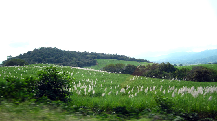 Sugar cane fields near Sarchi, Costa Rica