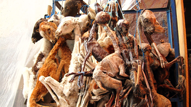 Yes, these are real dried llama fetuses.